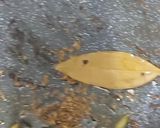 A picture of step 5 of Malai methi matar.