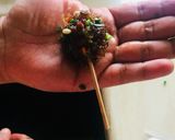 A picture of step 3 of Paan Shots and Gulkand lollipops.