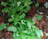 A picture of step 14 of Hyderabadi Mutton Haleem.