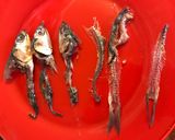 Foto del paso 4 de la receta: Anchoas a la sal y aceite de oliva