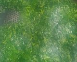 મેથી મટર મલાઈ (Methi Matar Malai Recipe In Gujarati) રેસીપી સ્ટેપ2ફોટો