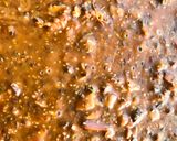 A picture of step 5 of Jaggery winter Delicacy.