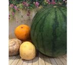 Foto langkah ke 2 dari resep Diet Juice Watermelon Guava Orange Jicama.