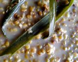 Foto langkah ke 5 dari resep Kolak kacang hijau metode 5.30.7 irit gas 😁.