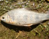 Foto del paso 2 de la receta: Pesca de río del día