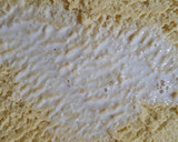 Foto del paso 7 de la receta: Pastel de Tres leches