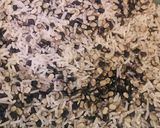 A picture of step 1 of Urad dal khichri(15 minutes recipe).