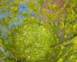 A picture of step 4 of Green Chutney.
