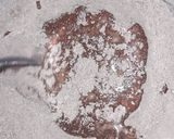 Foto del paso 2 de la receta: Marcianitos de Cacao