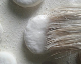 Foto del paso 4 de la receta: Bizcochitos de grasa con harina leudante👏