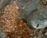 Foto langkah ke 4 dari resep Empal Gepuk Daging Sapi.