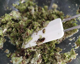 Foto del paso 2 de la receta: Hamburguesas de soja texturizada