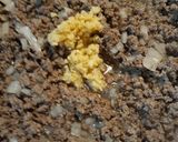 A picture of step 6 of Sloppy Joes with Meatballs.
