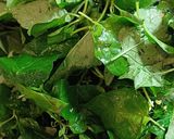 Hình bước làm 1 của món Rau tầm bóp nấu tôm