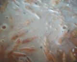 Foto del paso 3 de la receta Arroz negro, crujiente de puerro y langostinos alioli