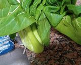 Foto del paso 6 de la receta: Pizza de Avena Vegana