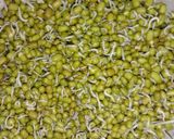 ફણગાવેલા મગનું સલાડ (Sprouts Moong salad recipe in Gujarat) રેસીપી સ્ટેપ2ફોટો
