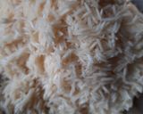প্রণ পোলাও (Prawn pulao recipe in Bengali) রেসিপি ধাপ - 1 ছবি