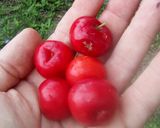 Foto del paso 1 de la receta: Salsa de semeruco, ideal para acompañar cerdo y pollo