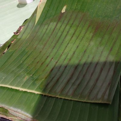 Langkah 4