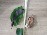 Empal Goreng