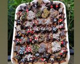 صورة لخطوة 13 من وصفة كوكيز رأس السنة - New Year's Cookies
