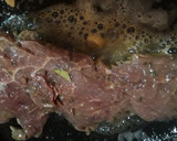 Foto del paso 3 de la receta: Bistec de res a las hierbas