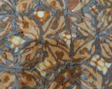 Foto langkah ke 4 dari resep Bolu Batik / Cake Batik.