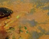 Foto langkah ke 2 dari resep Gulai campur.