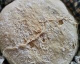 Gambar langkah 8 resipi Same - Day Chocolate Chip Sourdough Bread.