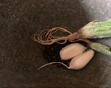A picture of step 1 of Keaw Teaw Ped Yang - Five Spiced Roasted Duck noodles.