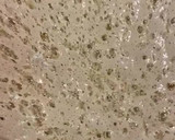 Foto del paso 4 de la receta: Pan de cerveza🍺!!