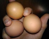 Foto del paso 3 de la receta Pastel de queso (Caremberg)