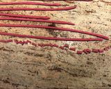 A picture of step 6 of Pink pasta with sprouting broccoli and anchovies.