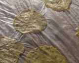 A picture of step 2 of Homemade aloo papad.