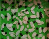 Foto langkah ke 5 dari resep Holland Lekker Pandan.