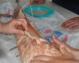 A picture of step 10 of Lamb on the spit.
