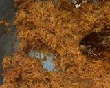 Foto langkah ke 1 dari resep Lapet Ubi Kuning & Orange.