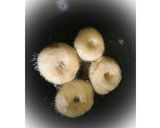 Foto langkah ke 8 dari resep Donat Jadul Enak dan Mudah oleh Nurfaida.