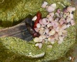 கீரை கடையல் (Keerai kadaiyal recipe in tamil) ரெசிபி ஸ்டேப் 5 புகைப்படம்