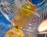 Foto del paso 4 de la receta: Hummus