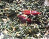 A picture of step 4 of Water Spinach Stir fry(Kalmi ka saag).