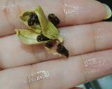 A picture of step 2 of Elachi dana chaai.