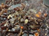 Tumis Jamur kuping Cabe Ijo
