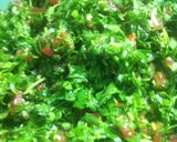 A picture of step 4 of Kibbeh Nayeh.