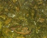 A picture of step 5 of Goan chicken cafreal.