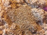 Galletón de manzana, pasas y harina de avena
