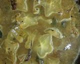 A picture of step 3 of Tangy Starfruit.