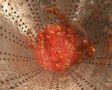 Foto del paso 7 de la receta Salmorejo, sin gluten