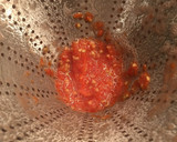 Foto del paso 7 de la receta: Salmorejo, sin gluten